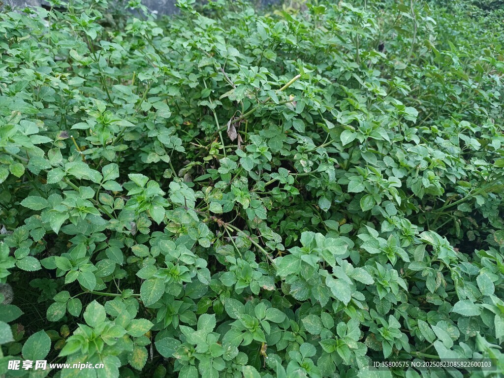 繁茂綠植