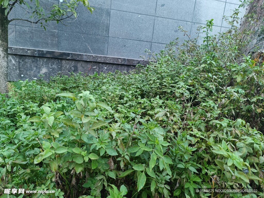 墻邊繁茂綠植