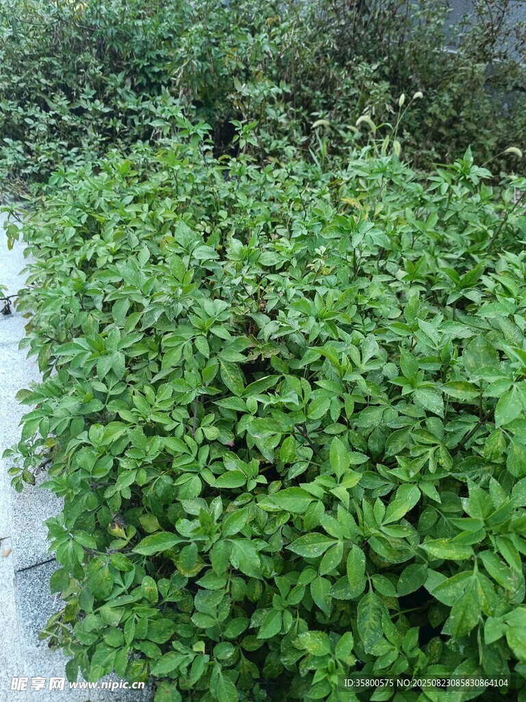 綠葉繁茂的植物景觀