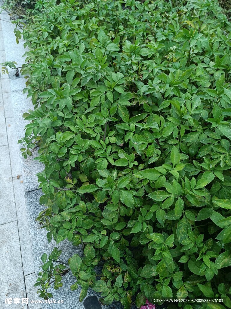 翠綠繁茂的墻邊綠植