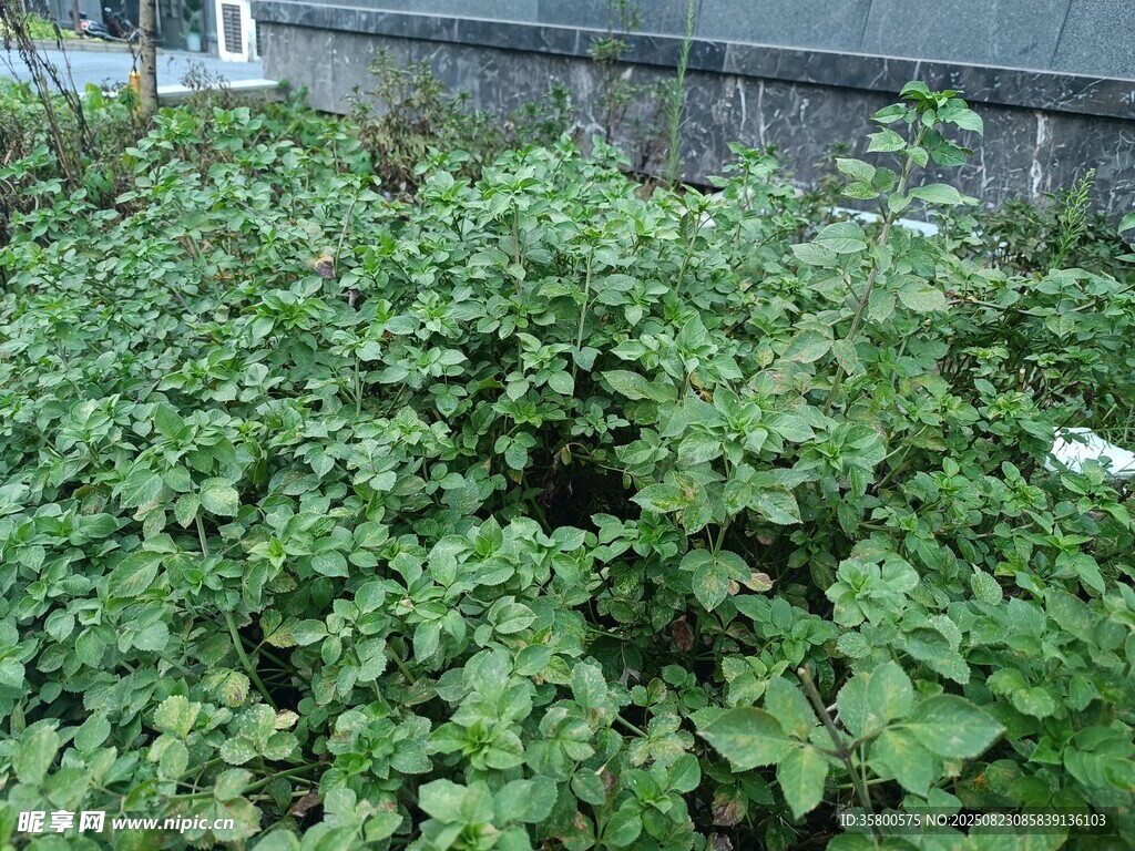 茂盛綠植