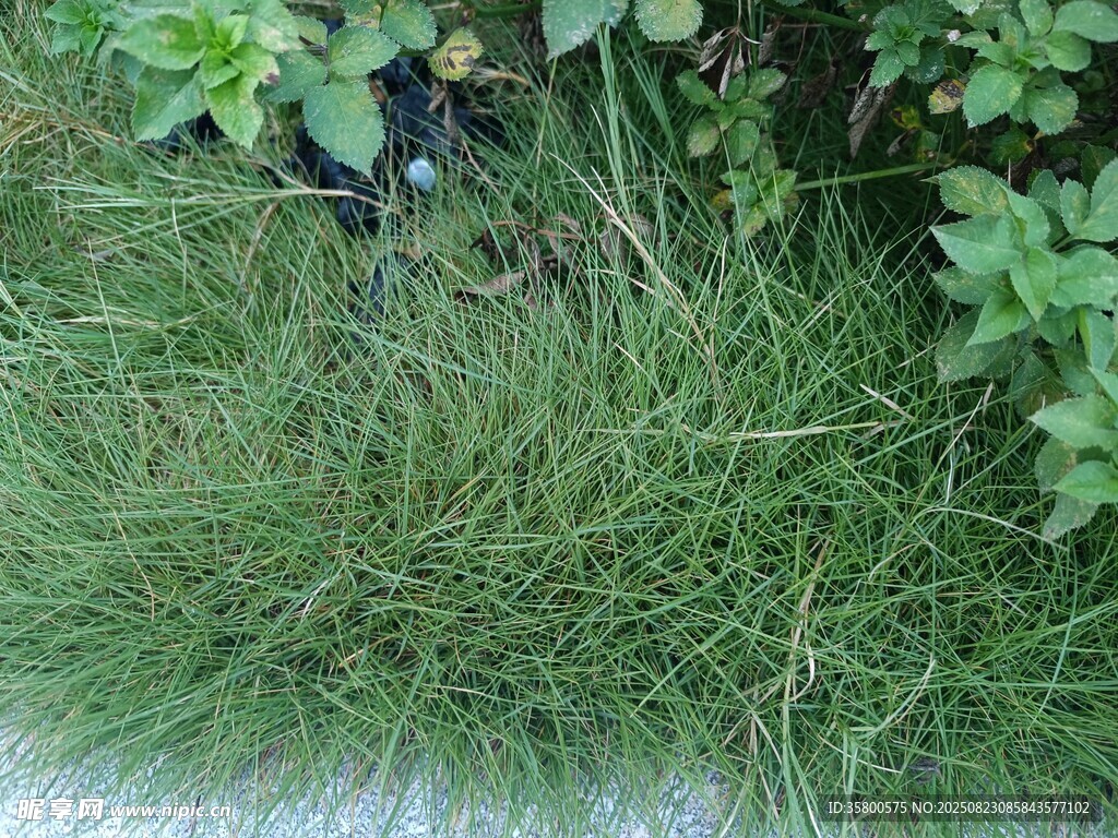 翠綠草地與周邊綠植景觀