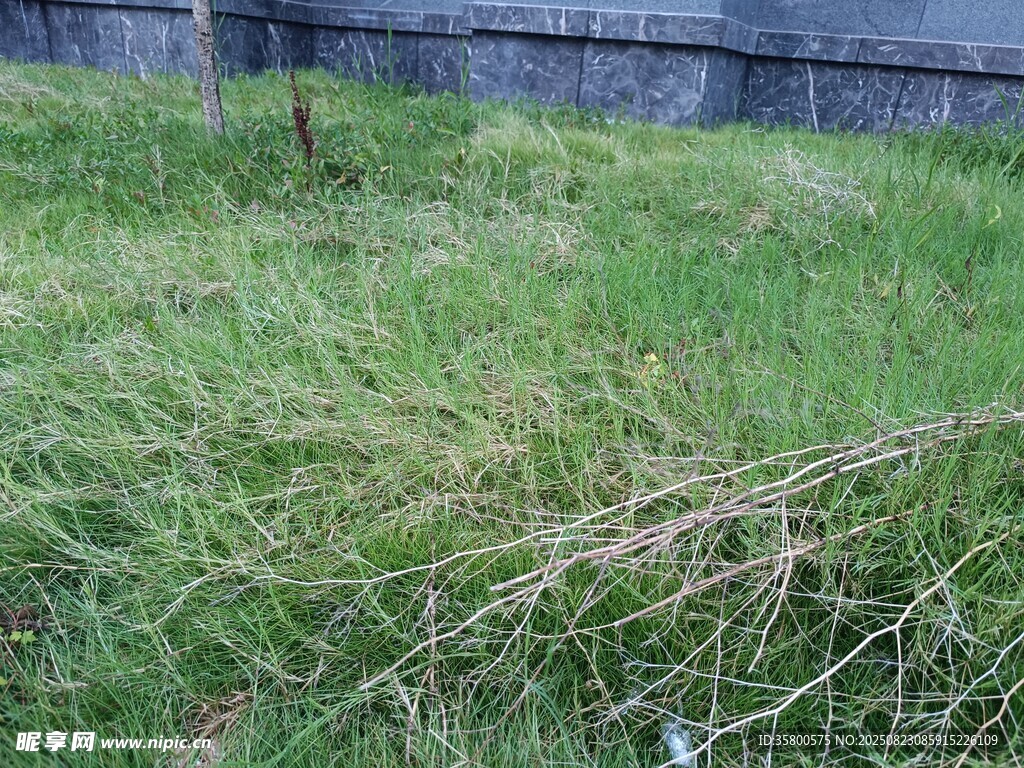 草地中的雜亂枯枝