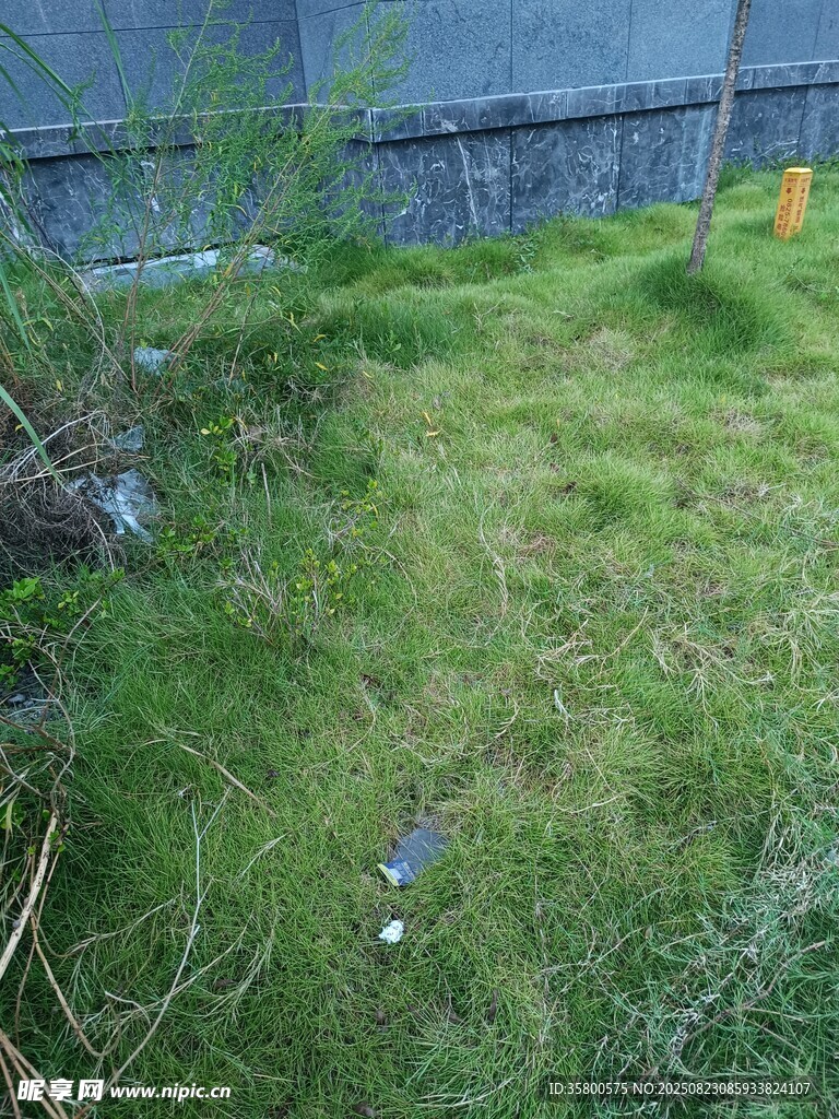 戶外草地場景