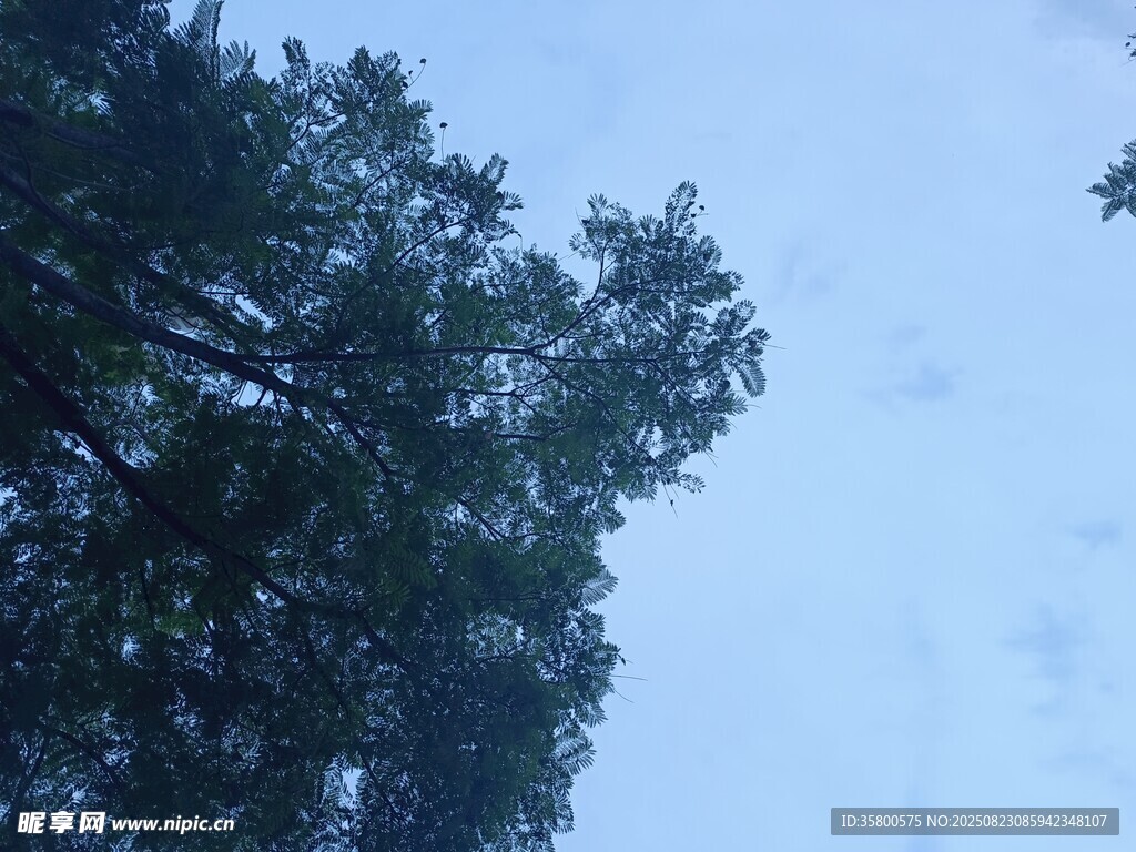 仰視茂密樹林的天空