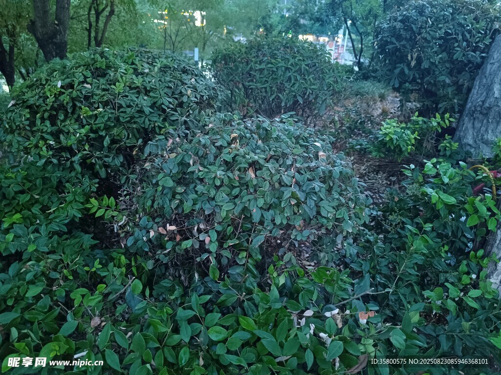 繁茂綠植構(gòu)成的自然景致