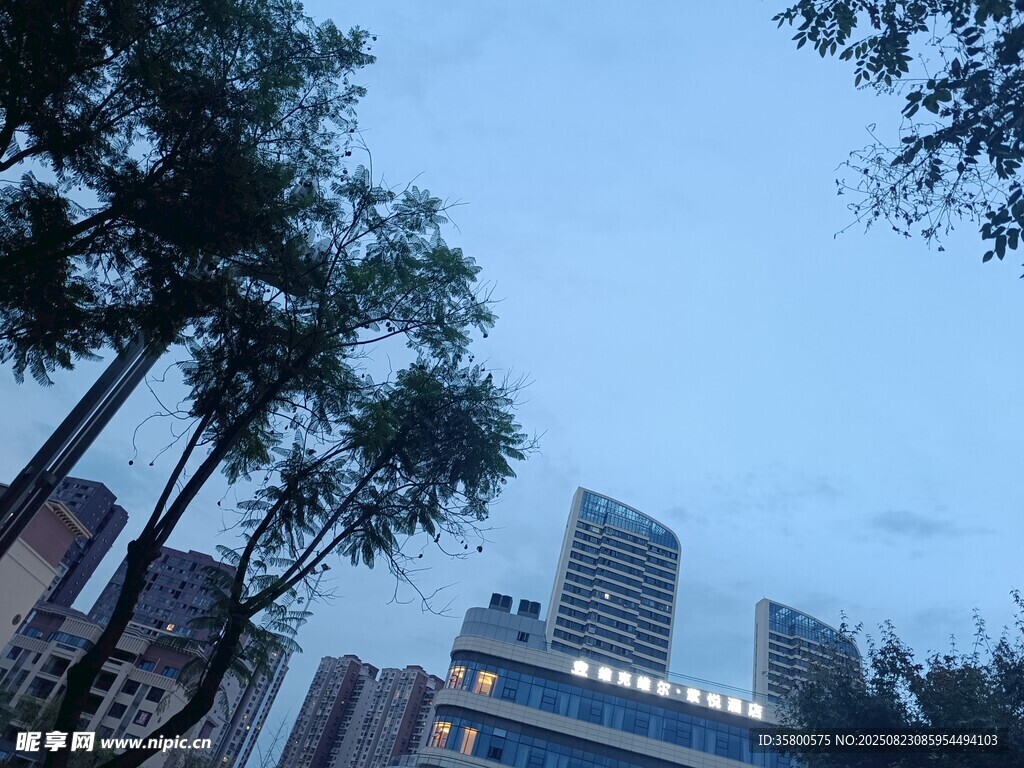 城市樹梢間的高樓景致