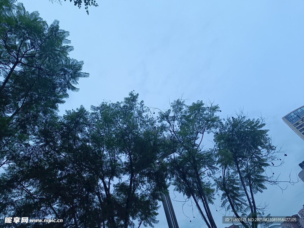 仰視下的林立樹木