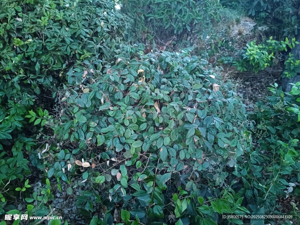 茂密綠植俯瞰景象