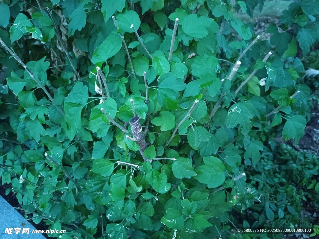 翠綠繁茂的植物景觀