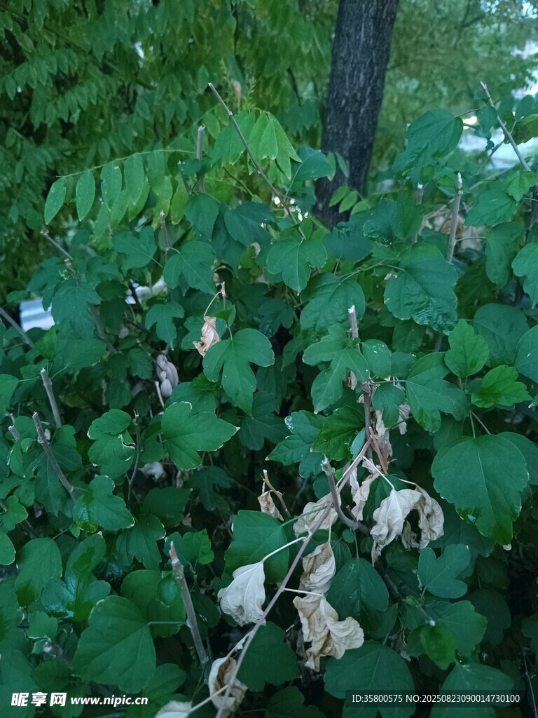 綠葉間的枯萎植物