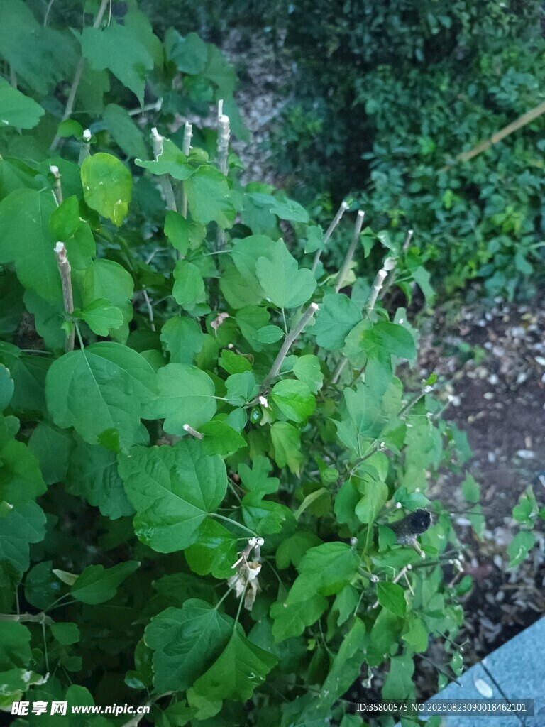 綠葉繁茂的植物景觀
