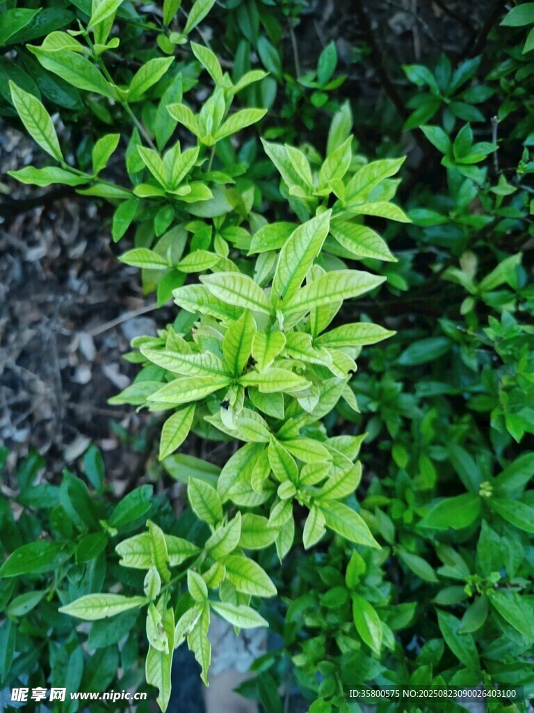 翠綠繁茂的攀緣植物
