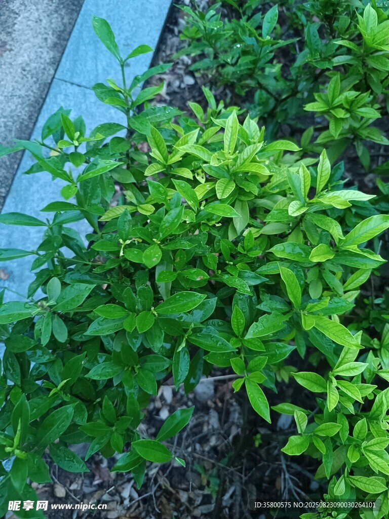 翠綠植物生機(jī)盎然