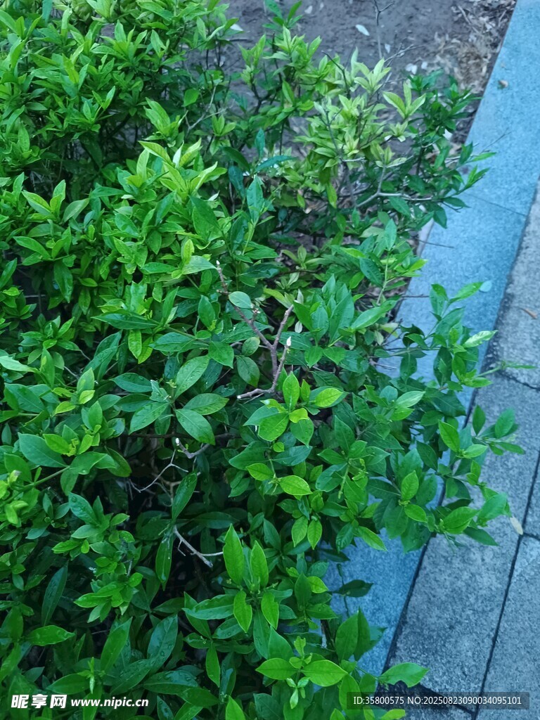 路邊綠意盎然的灌木叢