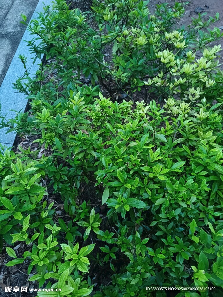 翠綠繁茂的灌木叢