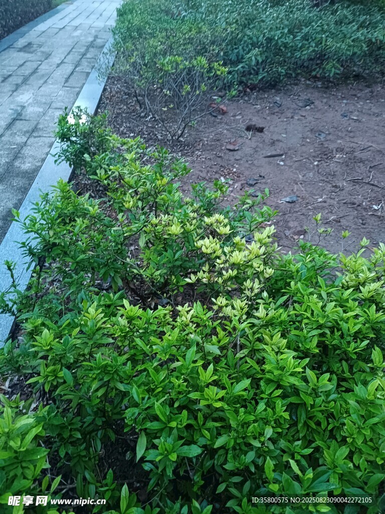 路邊翠綠繁茂的灌木叢