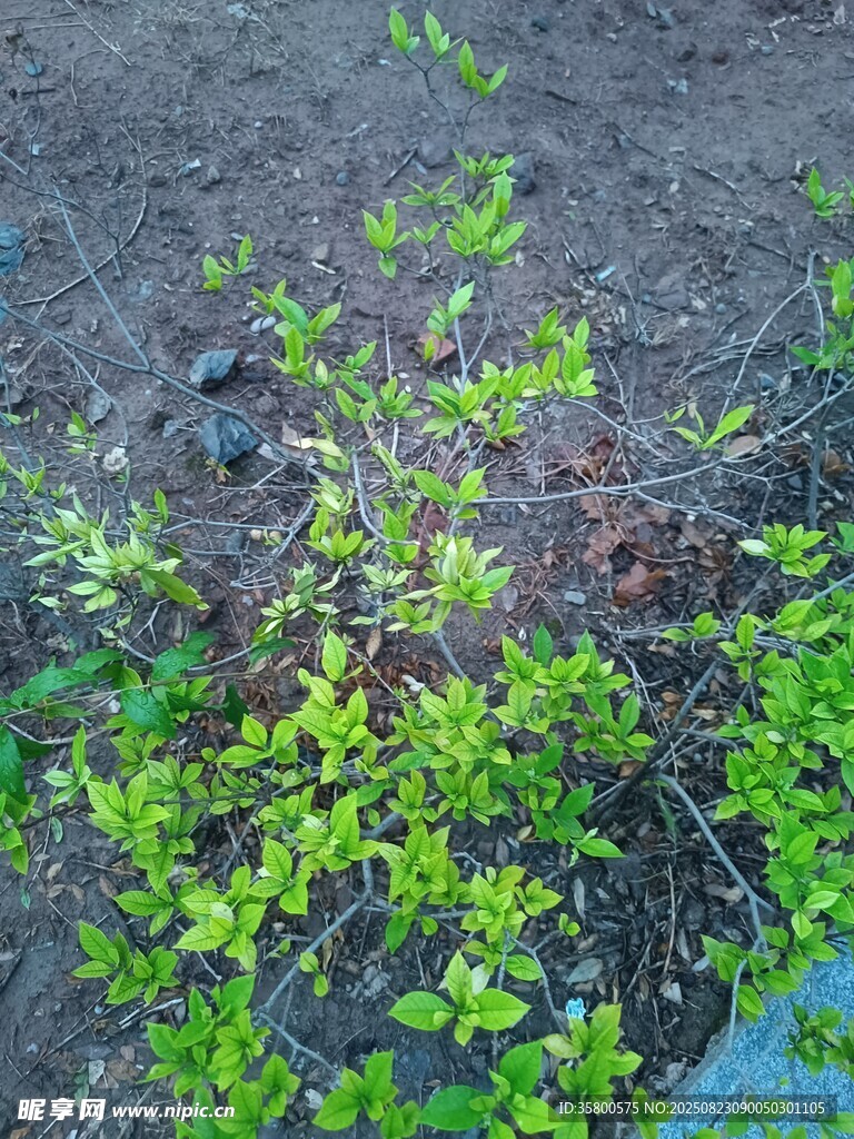 泥土中的嫩綠植物