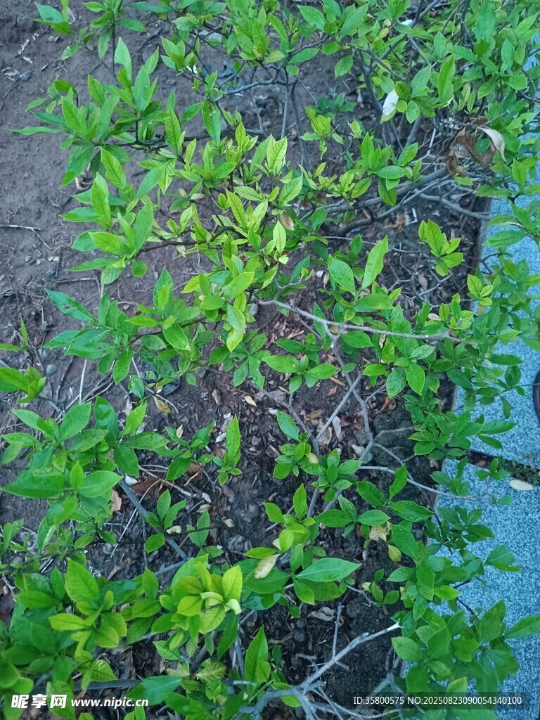 水邊嫩綠植物景觀