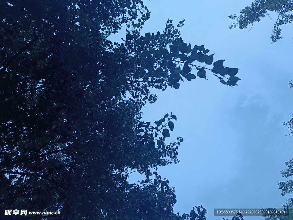 仰視夜空下的繁茂樹木