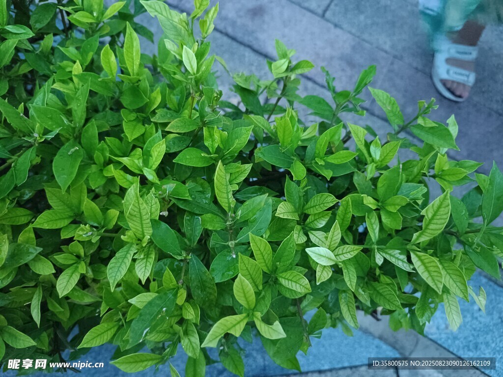 翠綠植物生機盎然