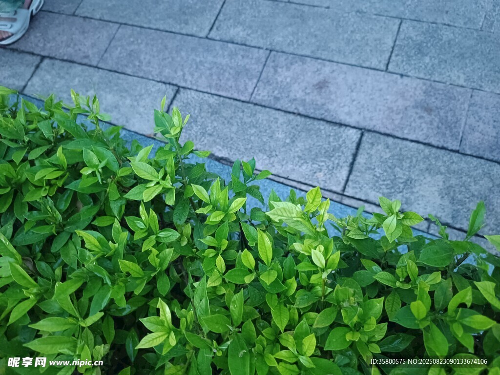 路邊翠綠植物景觀