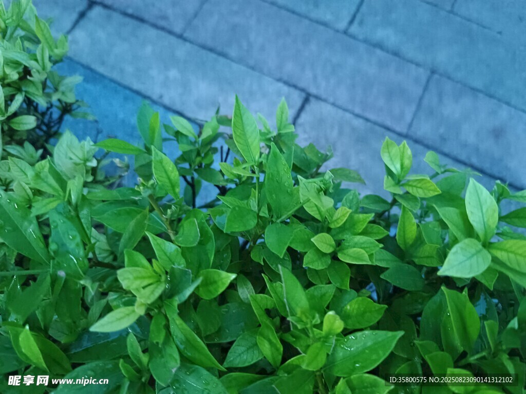 綠葉與石板的清新景致