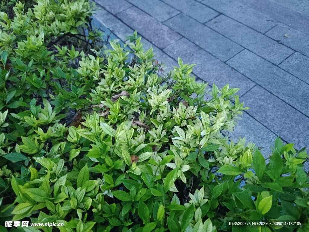 翠綠灌木旁的磚石路面