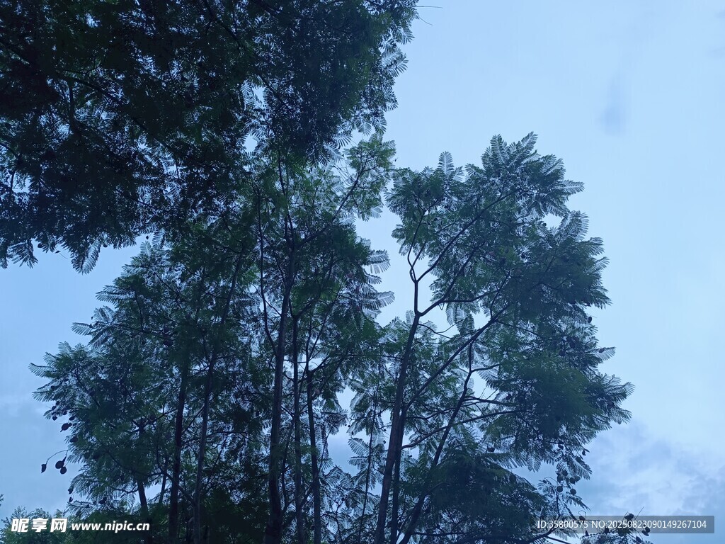 林間樹木 