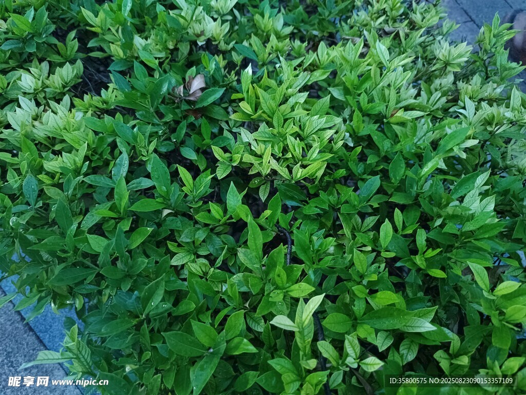 翠綠繁茂的綠植景觀
