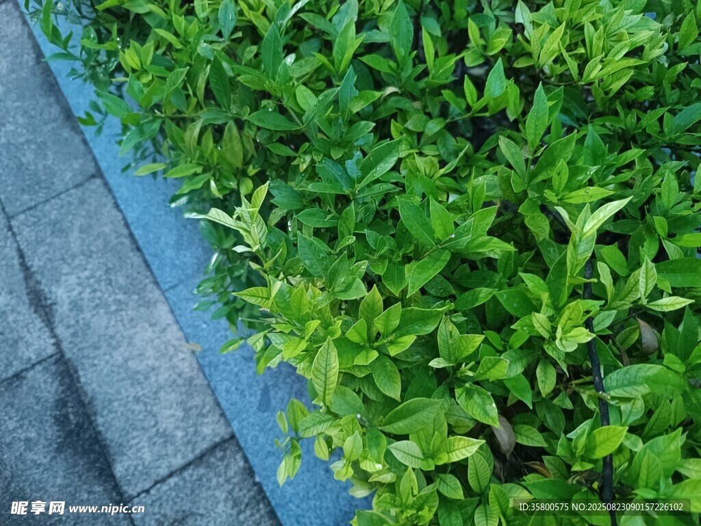 路邊翠綠茂盛的灌木叢