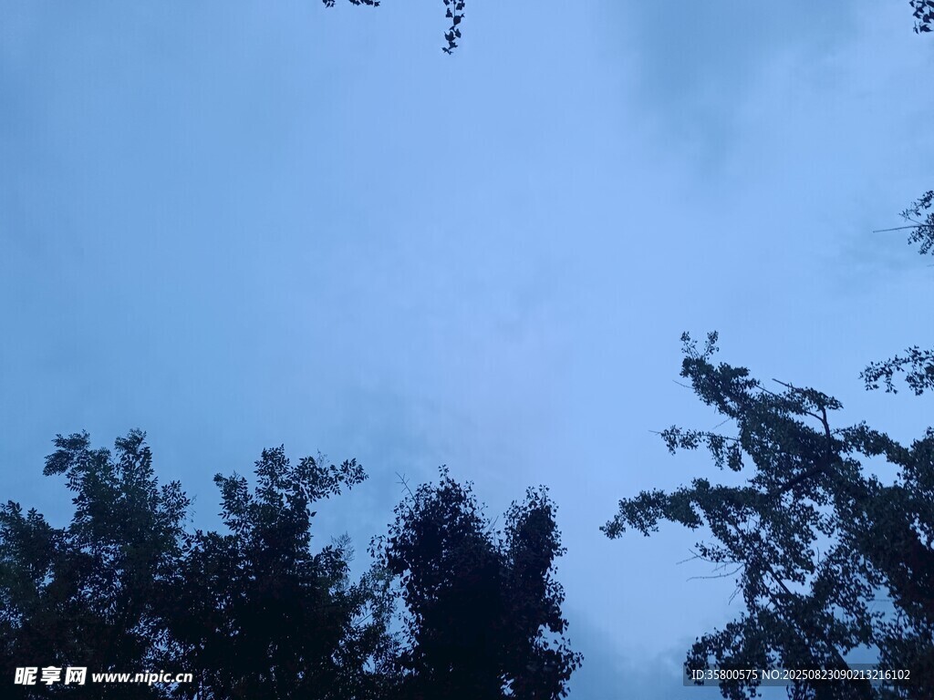 天空下的樹梢剪影