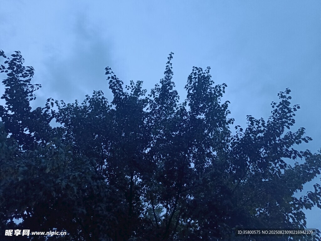藍天下的茂密樹冠