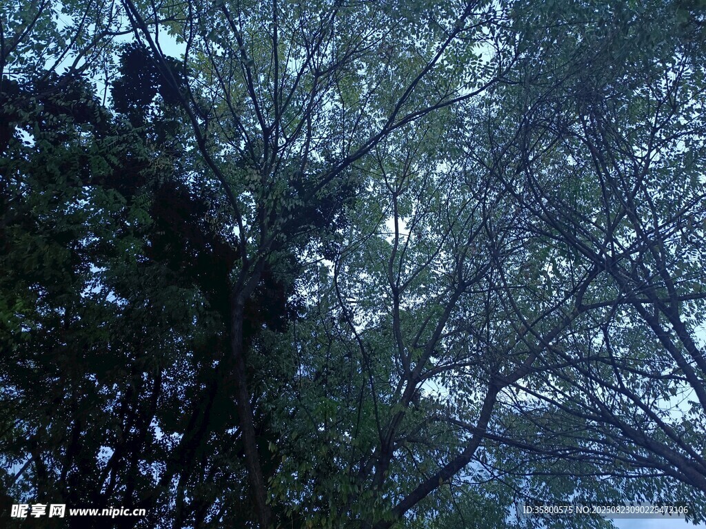 樹林中枝葉繁茂的景象