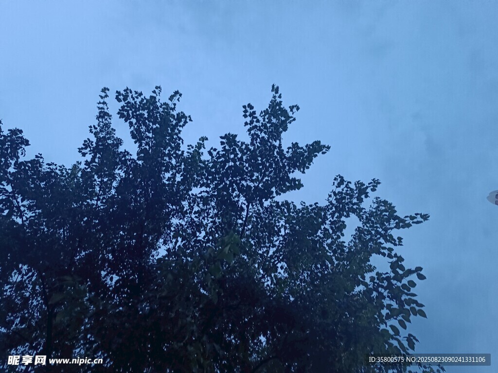 霧中樹梢
