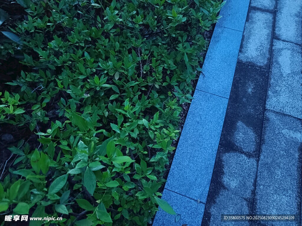 路邊綠植與藍色邊緣景觀
