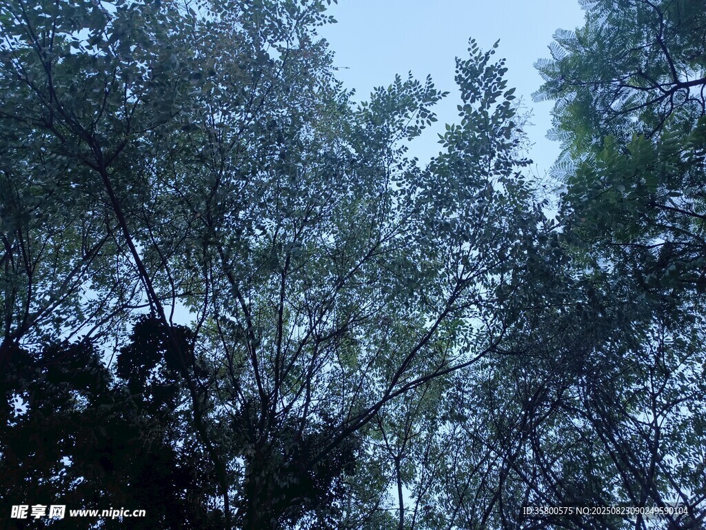 茂密樹林綠意盎然
