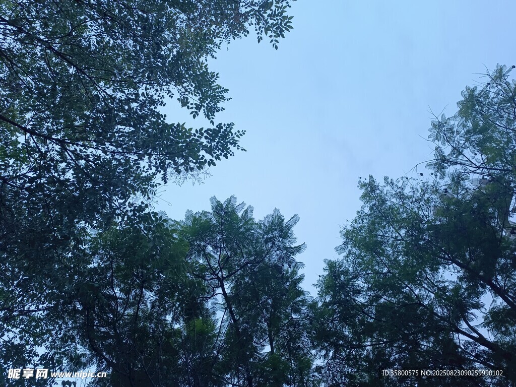 仰視樹木與藍天