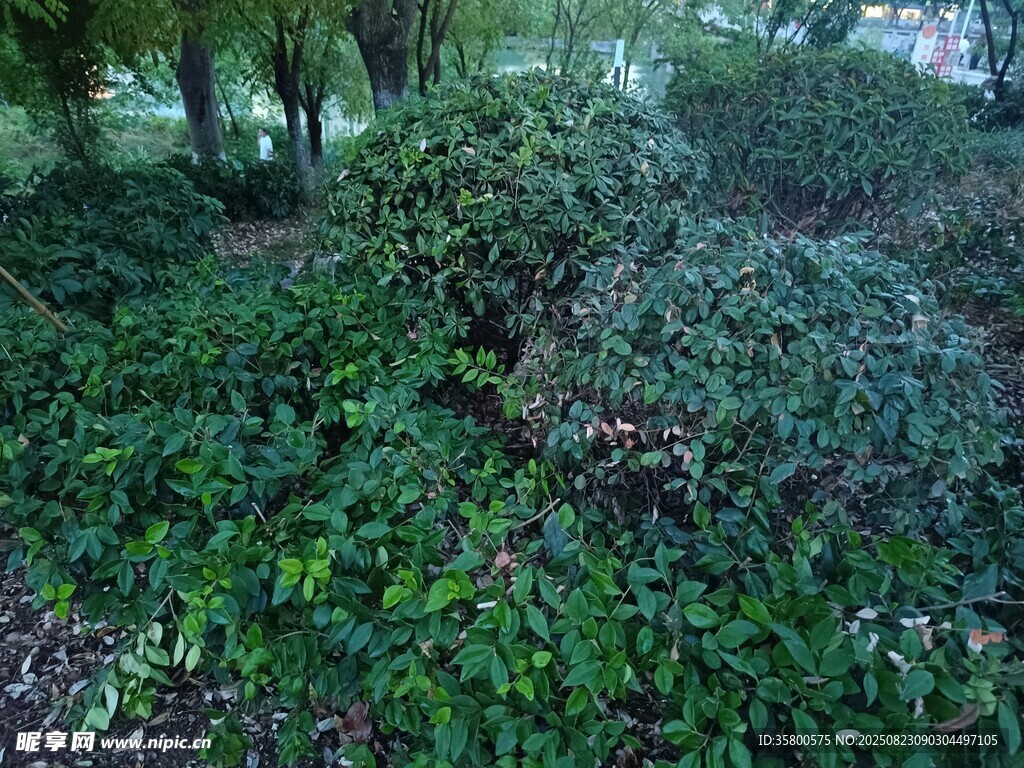 繁茂綠植覆蓋的林間景象