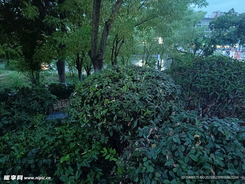 綠意盎然的林間植物景觀