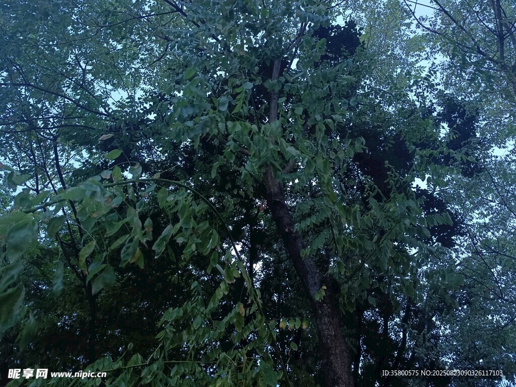茂密樹林中的高大樹木
