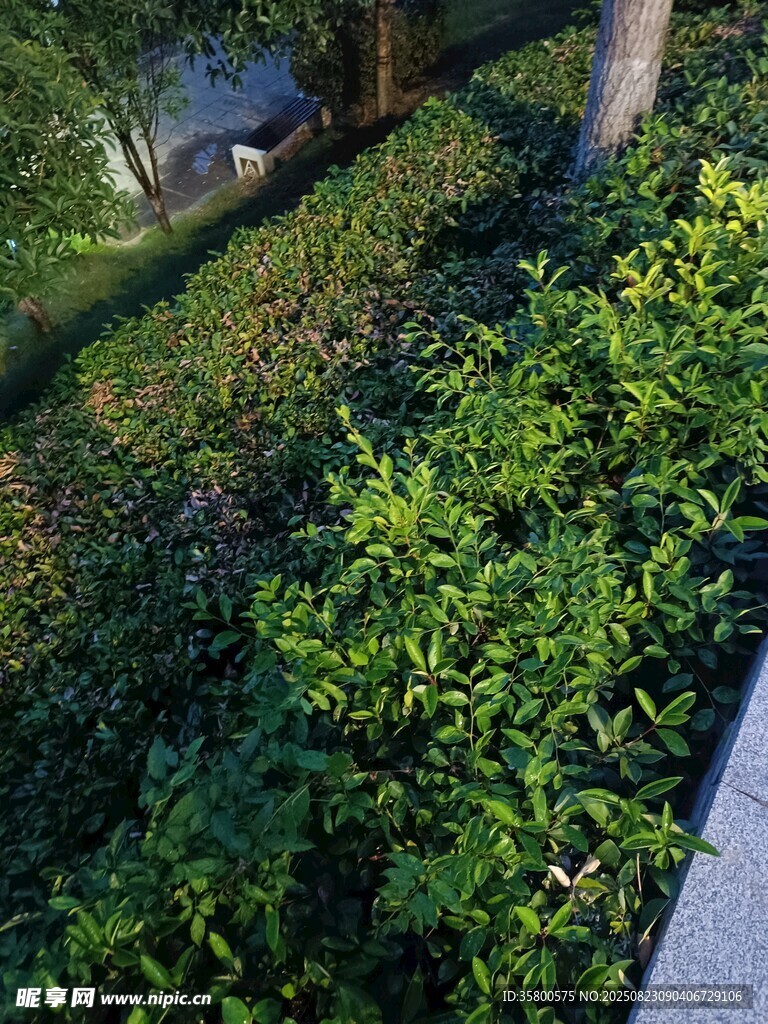 戶外繁茂綠植景觀