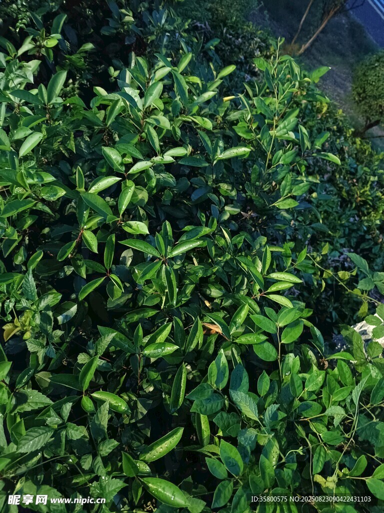 茂密綠植景觀