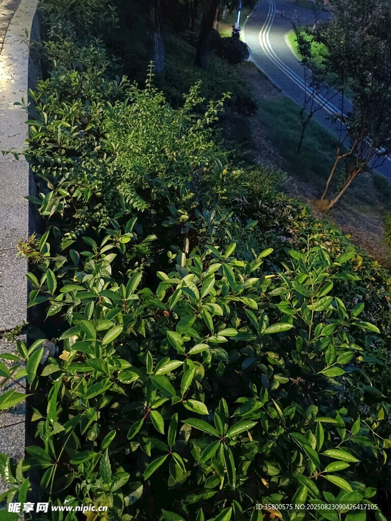 夜幕下的綠植與幽徑