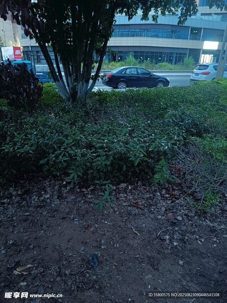 城市路邊綠植與車輛景象