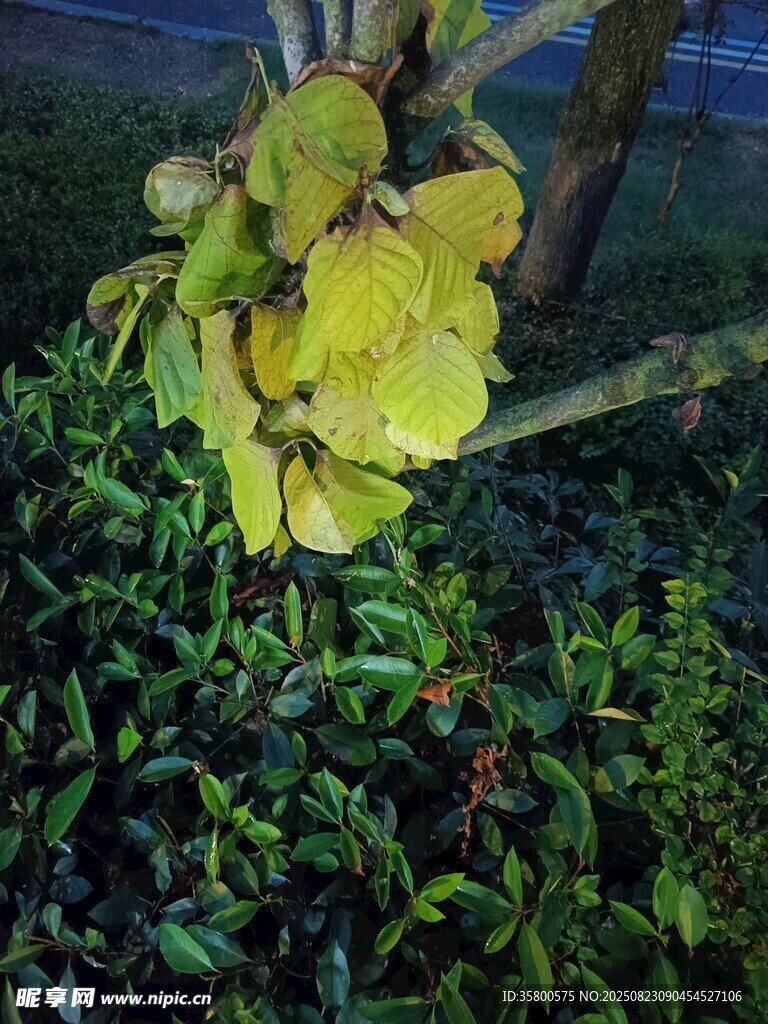 夜間的黃綠葉片植物