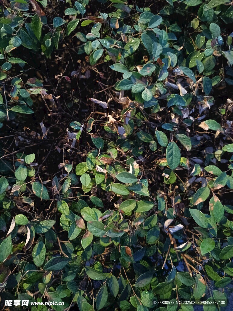 翠綠葉片植物特寫