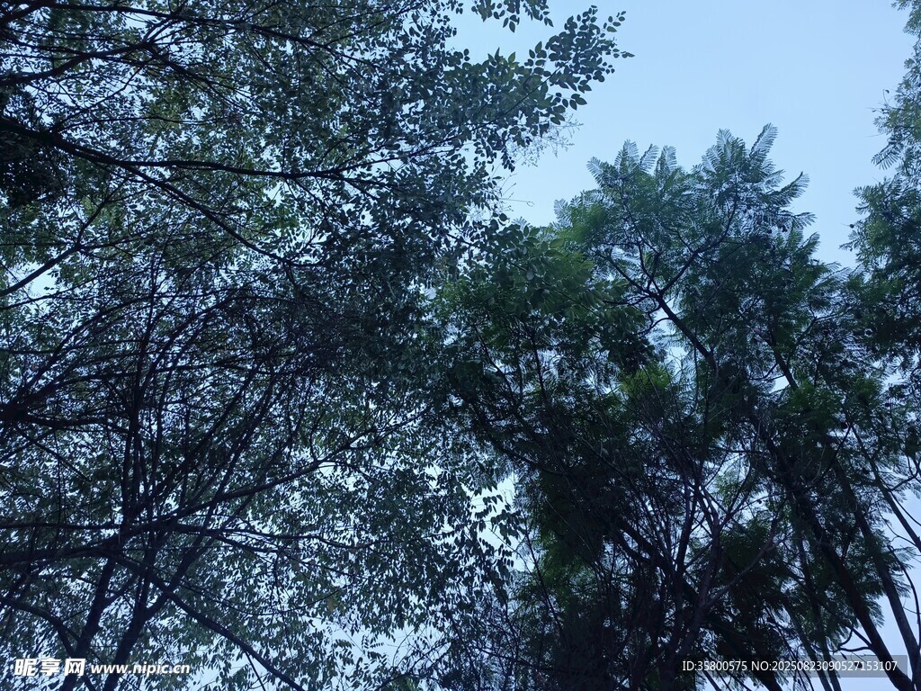 仰視茂密樹林
