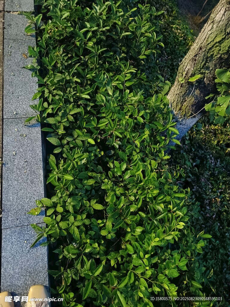 路邊翠綠繁茂的植物景觀