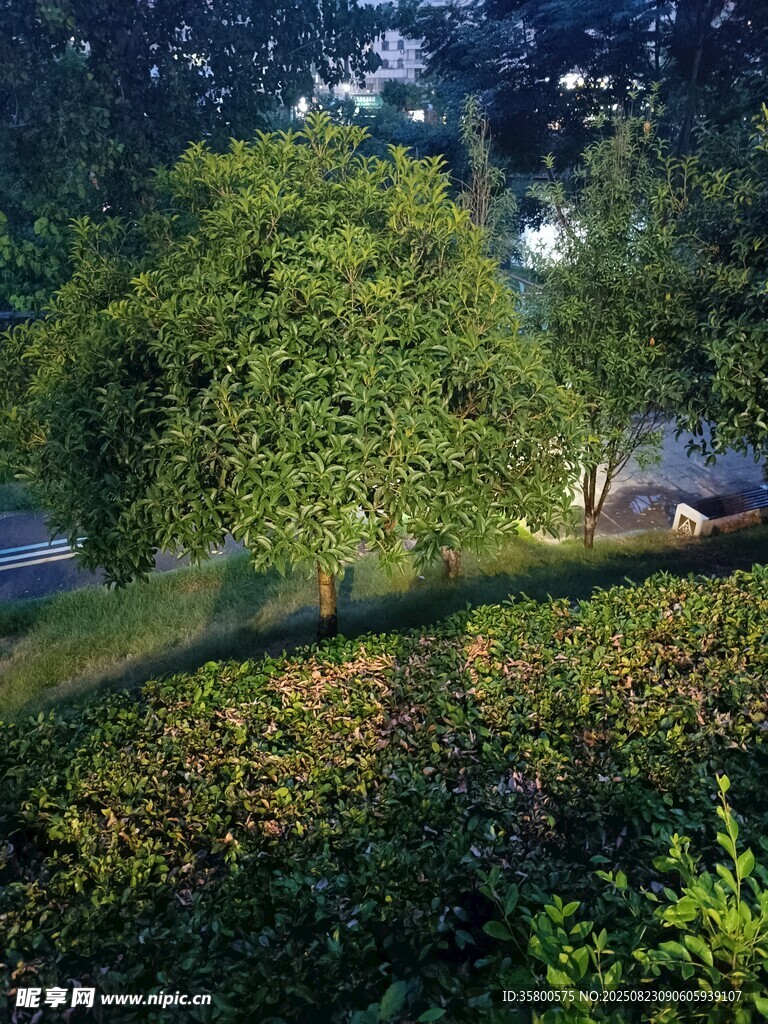 黃昏下的綠植景觀